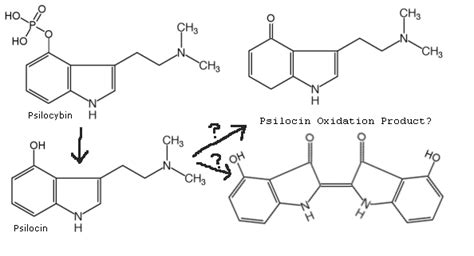 A favorite among mycologists, this variant of psychedelic mushrooms is known for its' richness and well-balanced high. . Oxidation of psilocin
